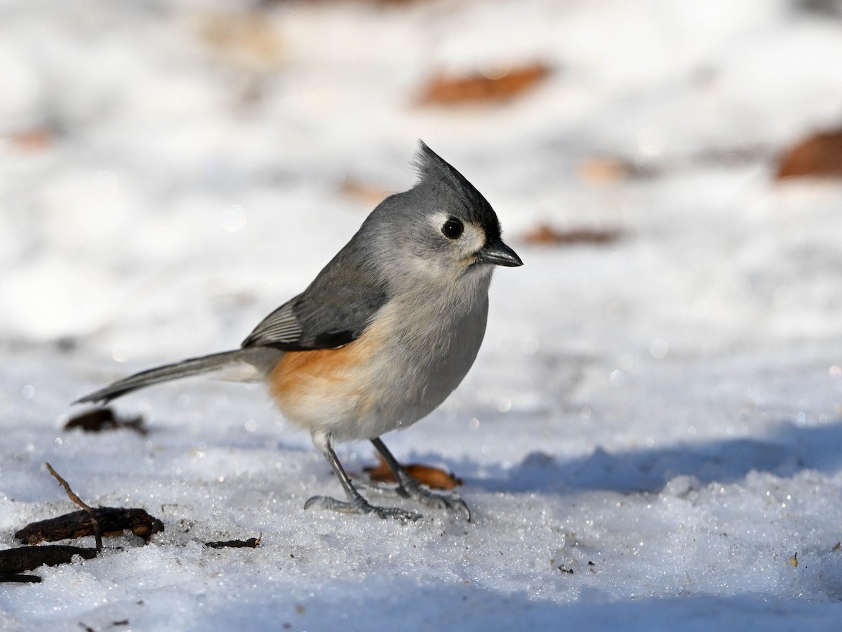 Tufted Titmouse - ML647152489