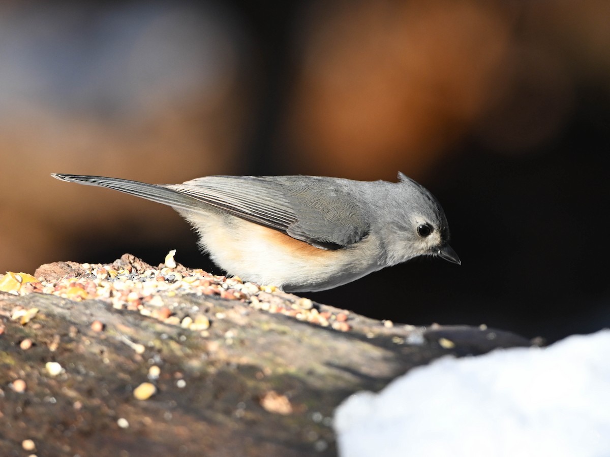 Tufted Titmouse - ML647152490
