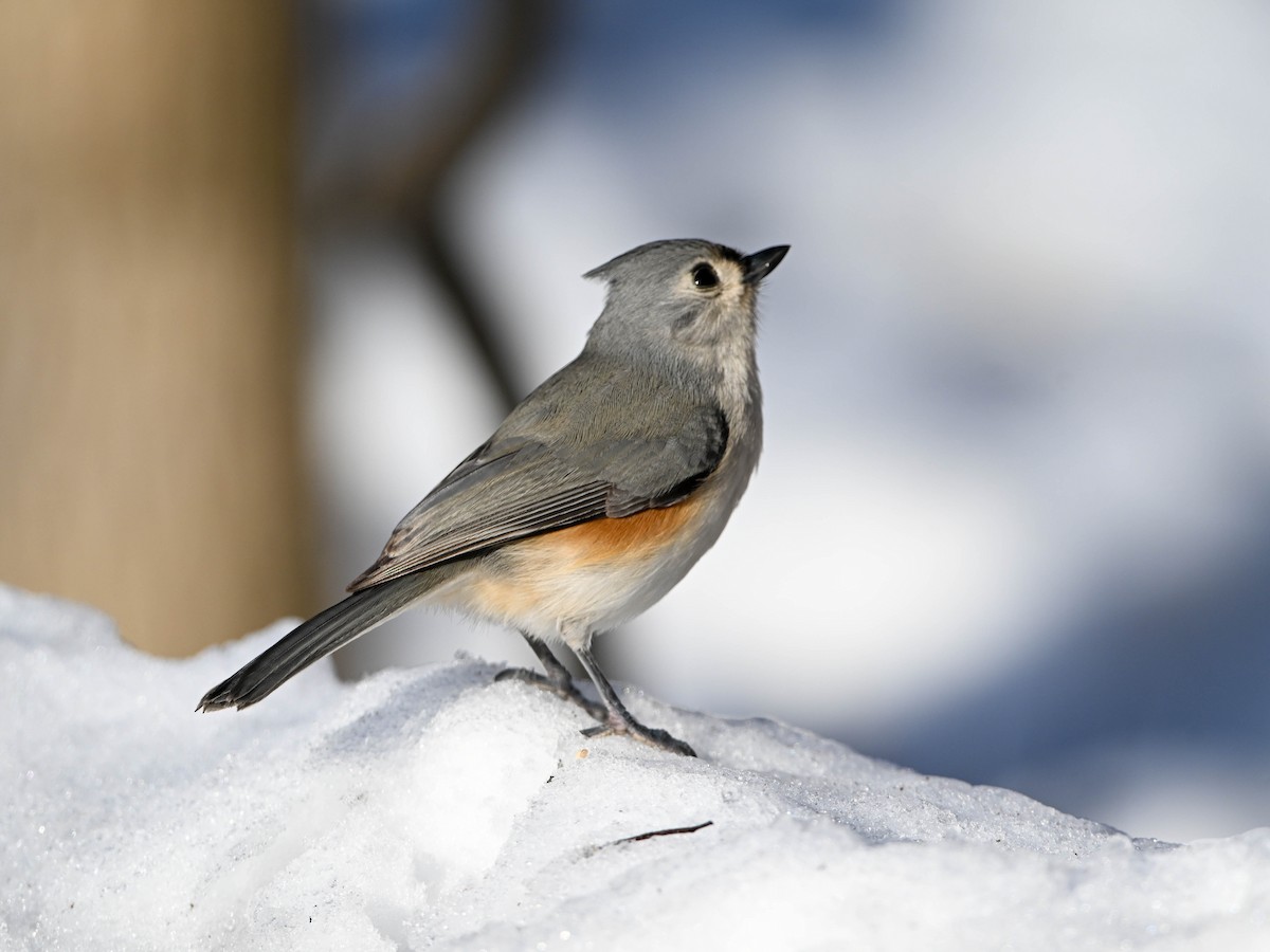 Tufted Titmouse - ML647152491