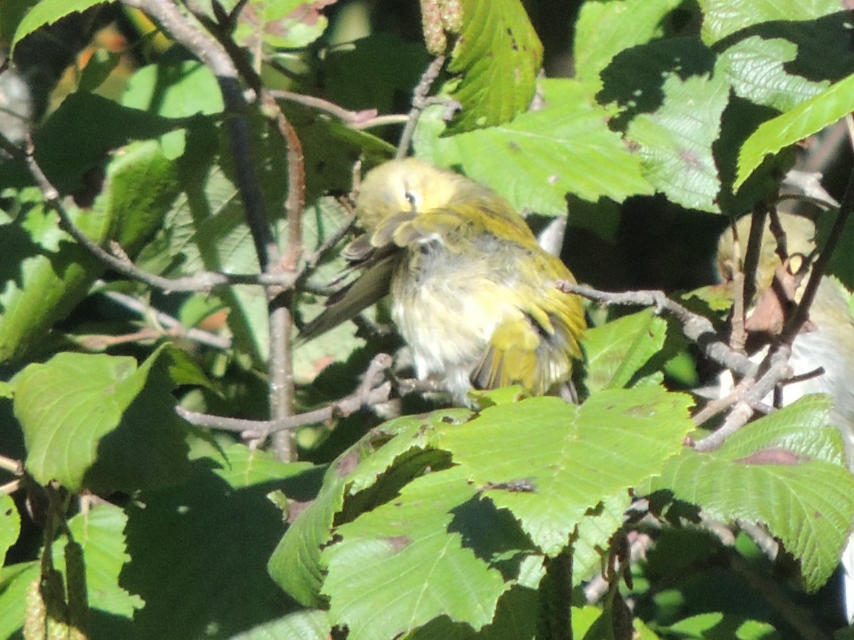 Червоїд світлобровий - ML647152495