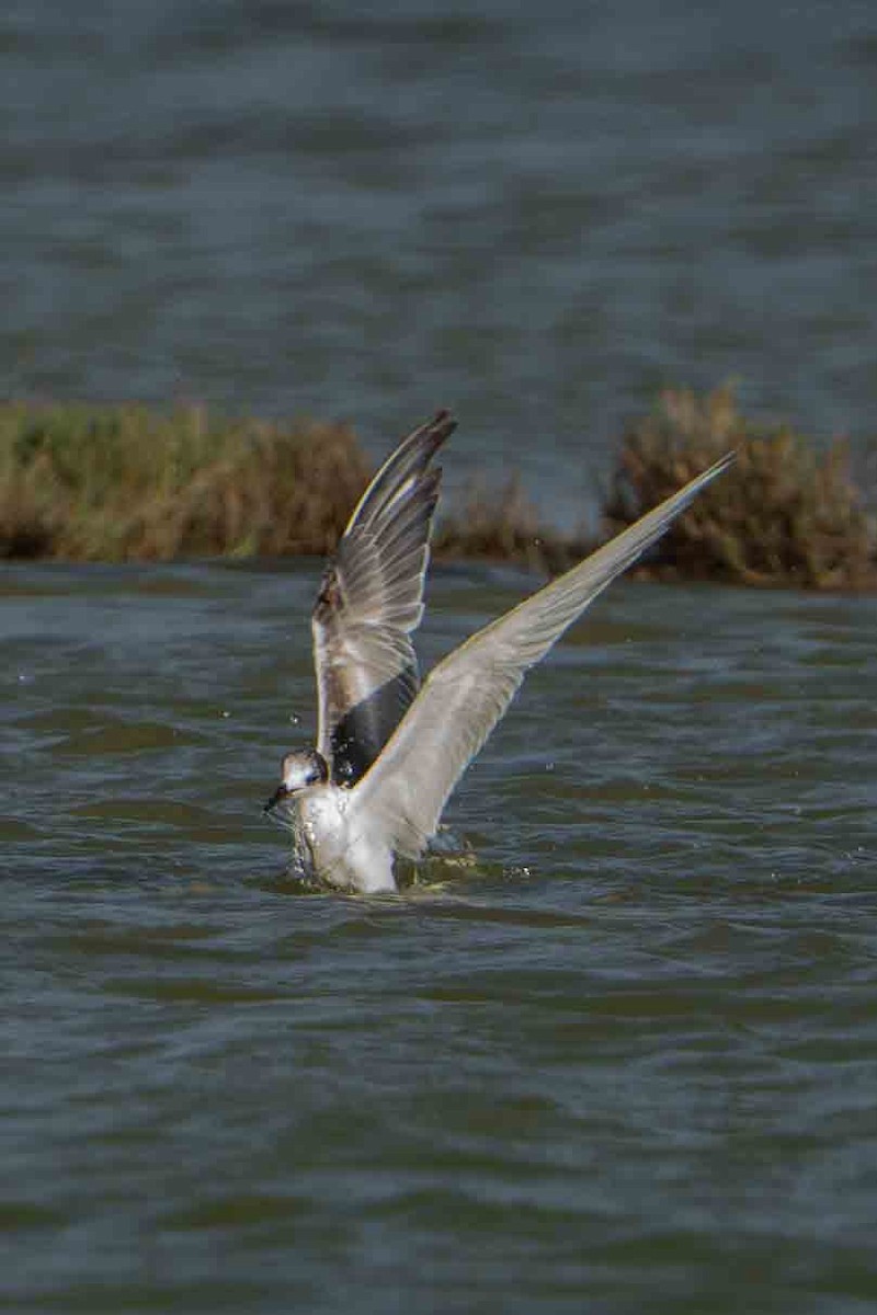 Эгэл хараалай - ML647152496