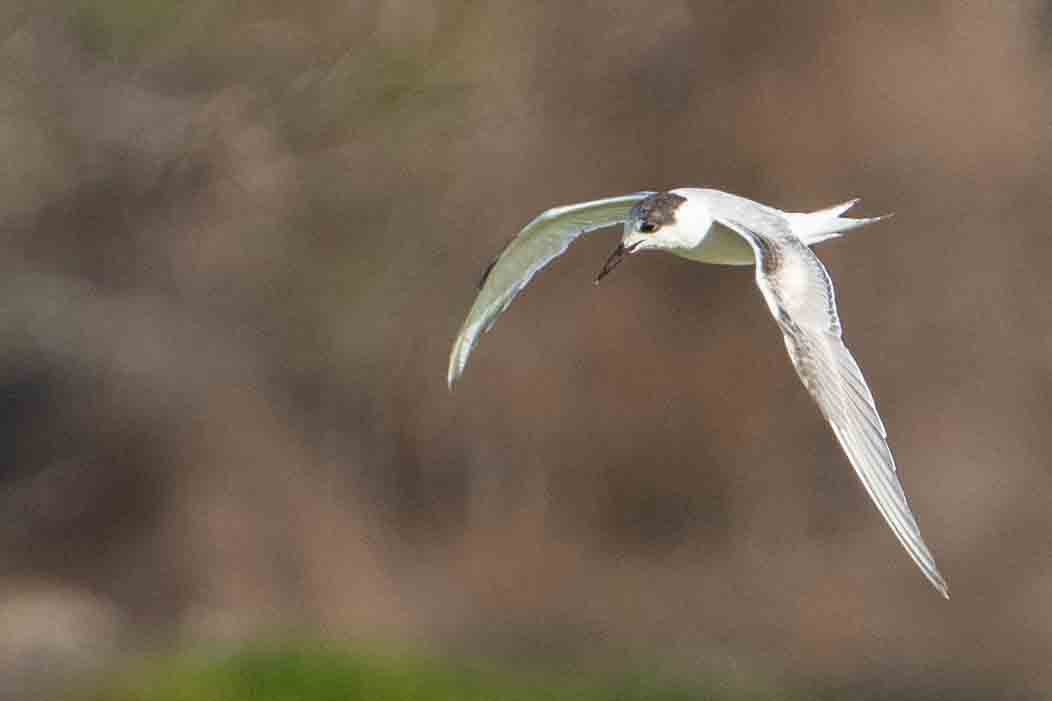 Эгэл хараалай - ML647152497