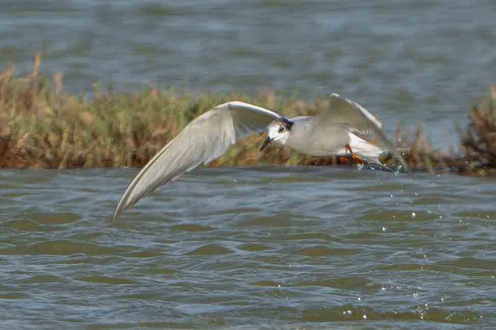 Эгэл хараалай - ML647152498