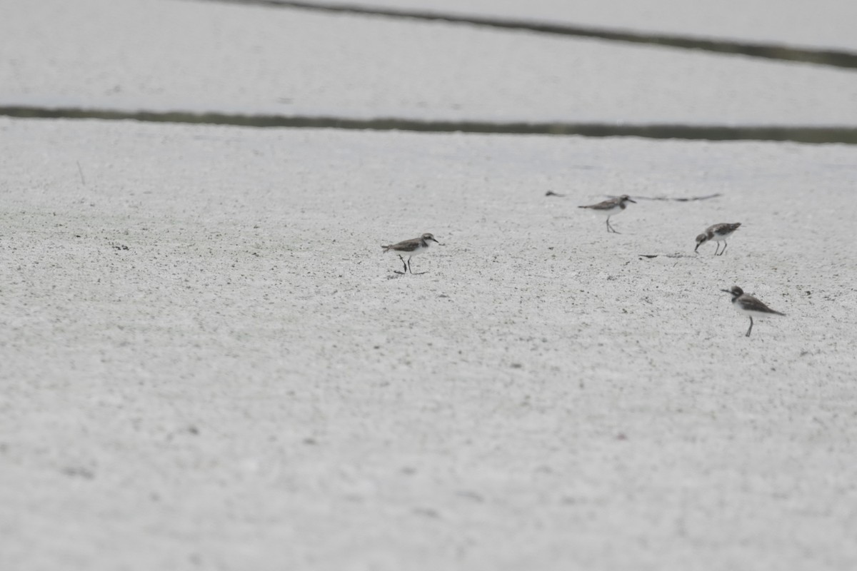 Tibetan Sand-Plover - ML647152499