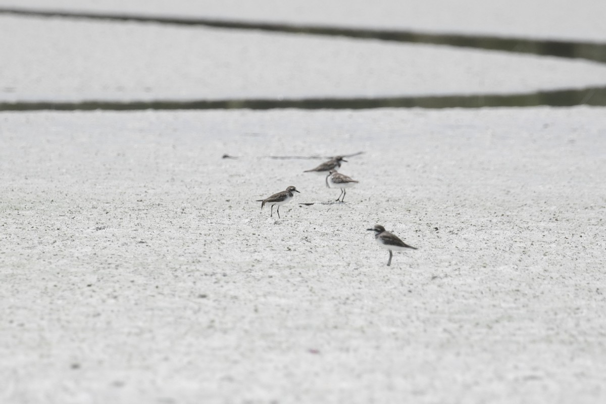 Tibetan Sand-Plover - ML647152500