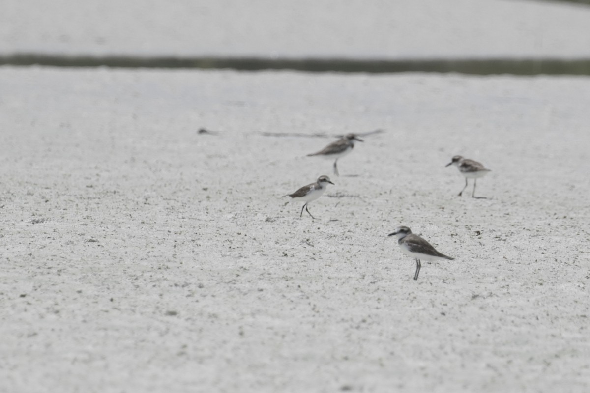 Tibetan Sand-Plover - ML647152501