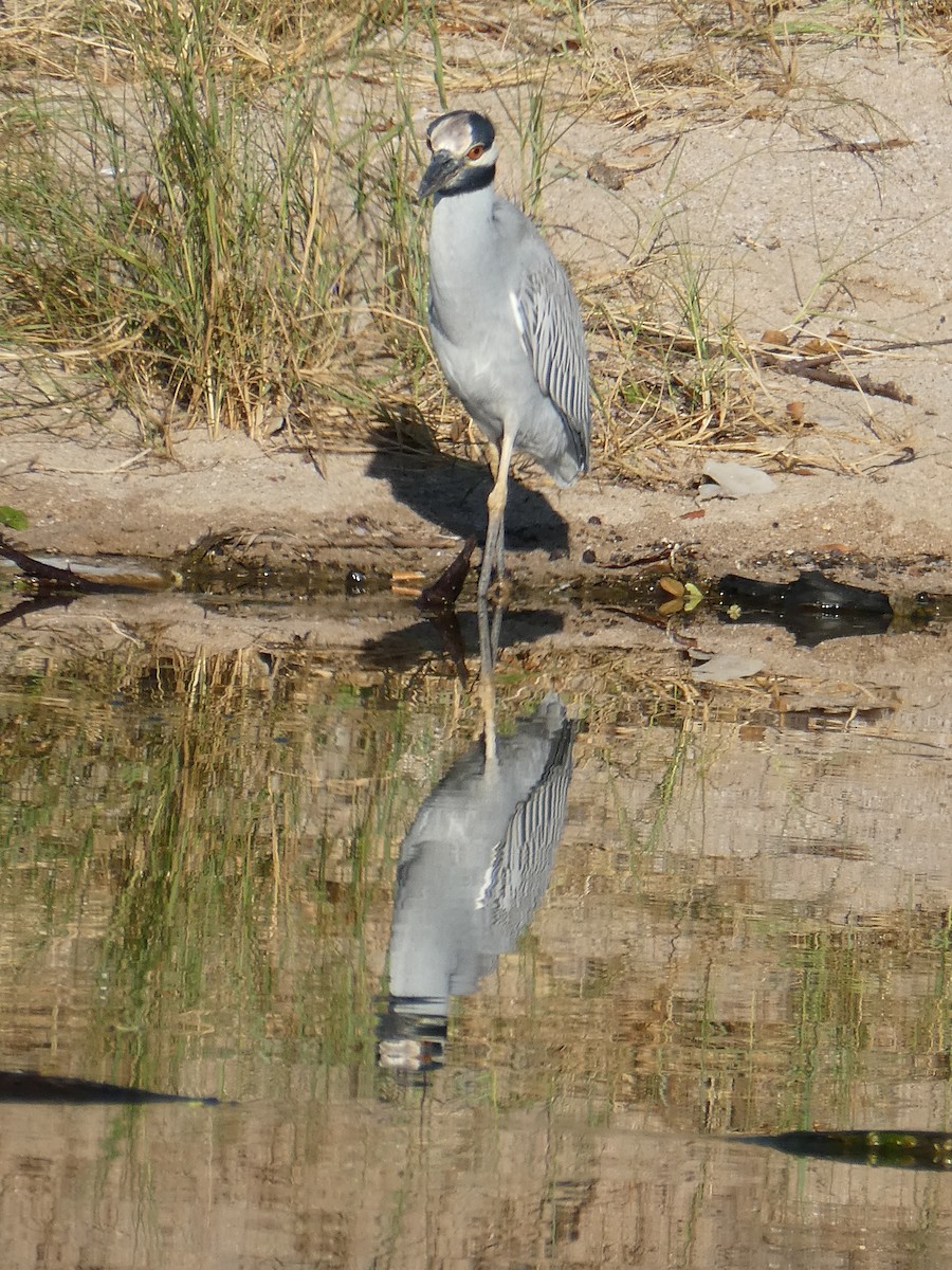 אנפת לילה צהובת-כיפה - ML647152507