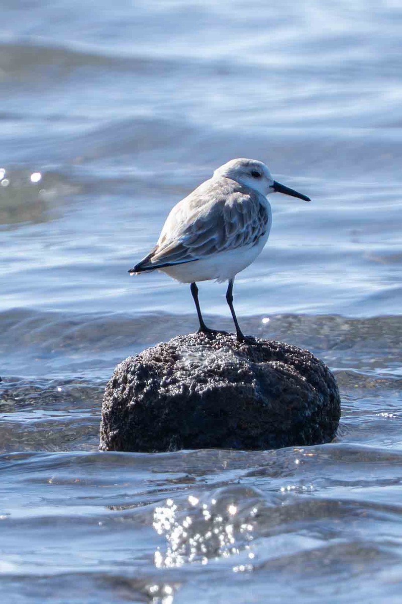 三趾濱鷸 - ML647152521