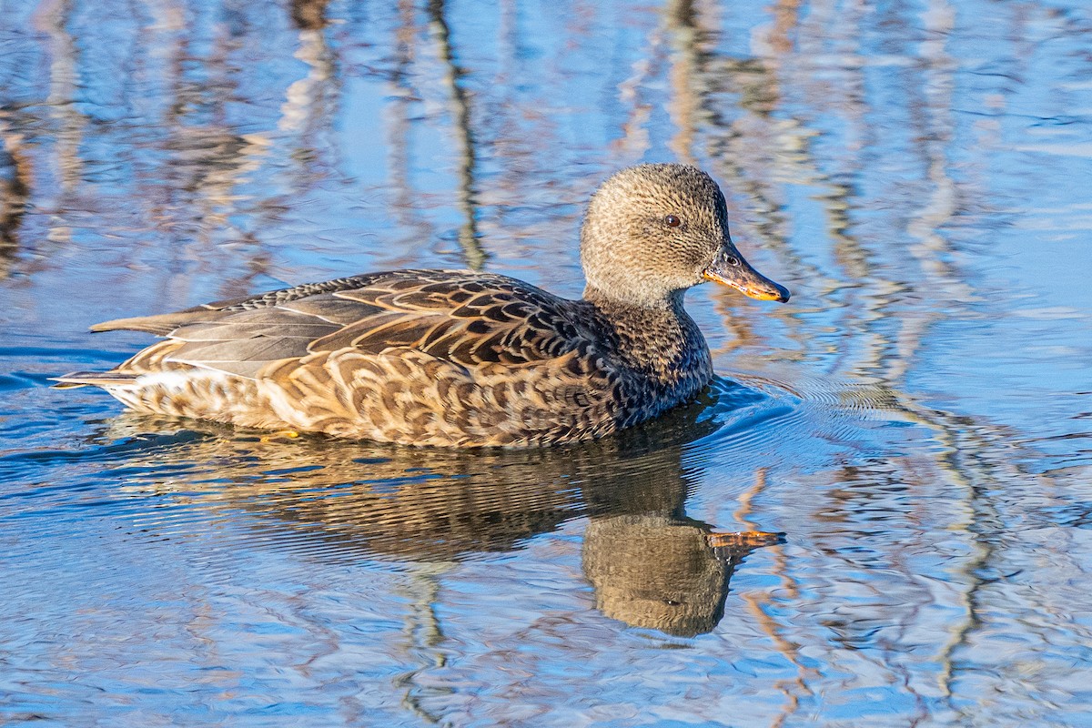 Gadwall - ML647152523