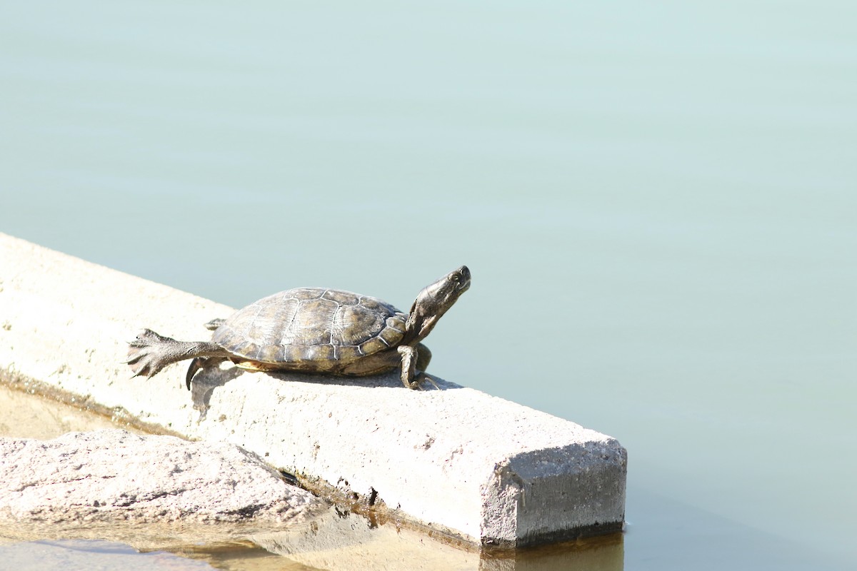 Животные - ML647152524