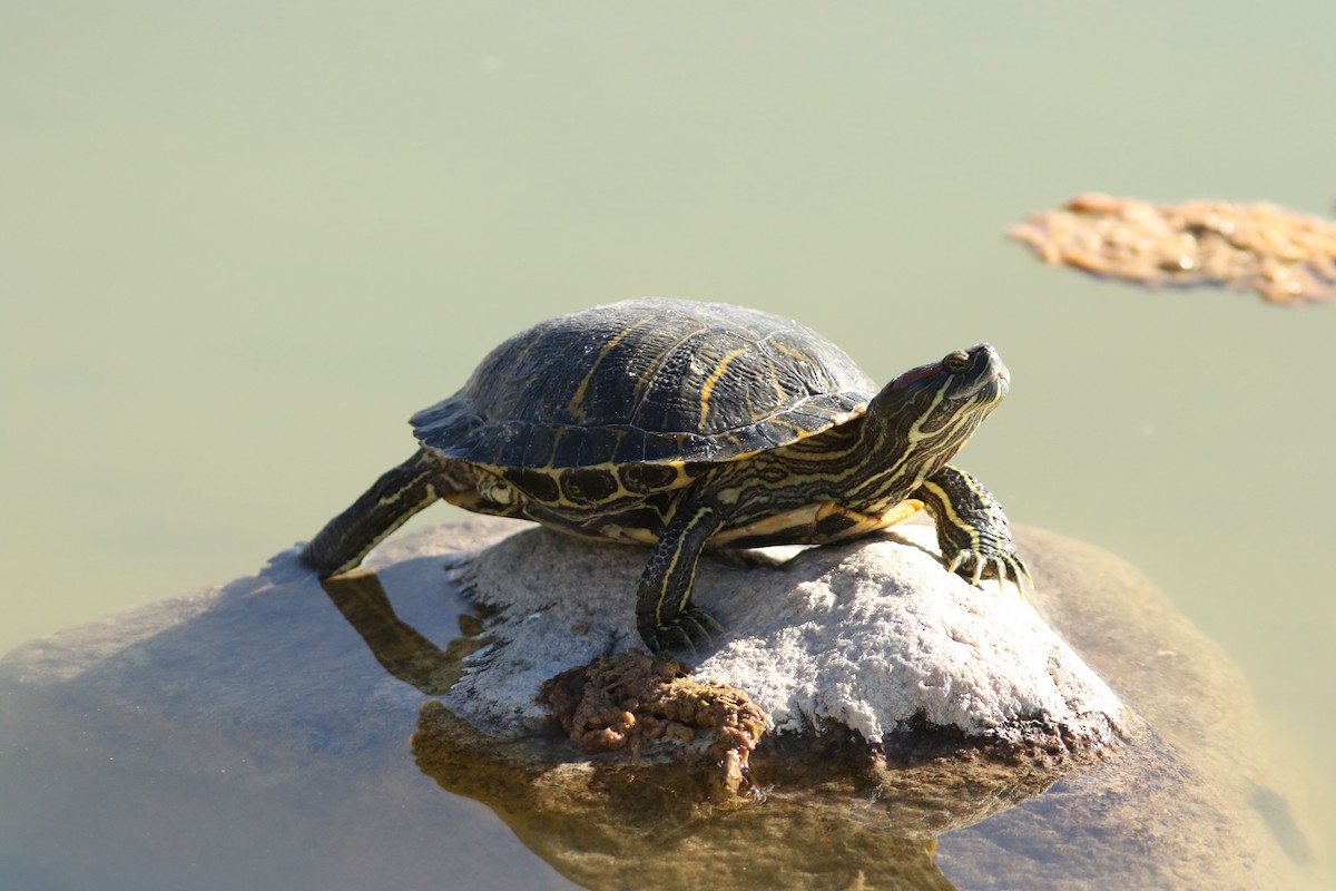 Животные - ML647152525