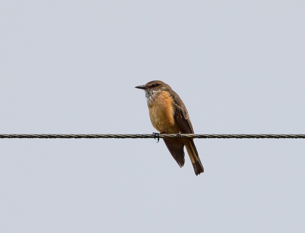 Streak-throated Bush-Tyrant - ML647152526