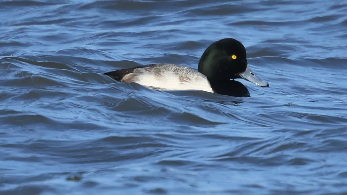 Greater Scaup - ML647152527