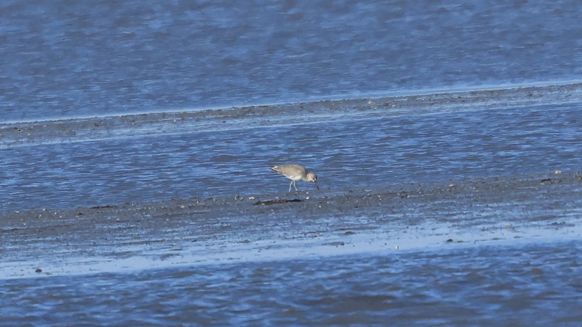 Willet - ML647152530