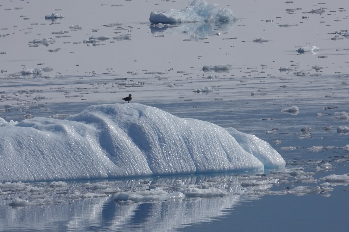 skua sp. - ML647152531