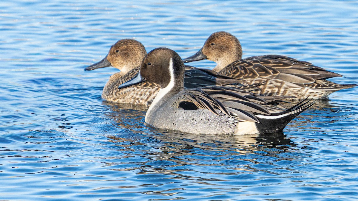 Northern Pintail - ML647152534