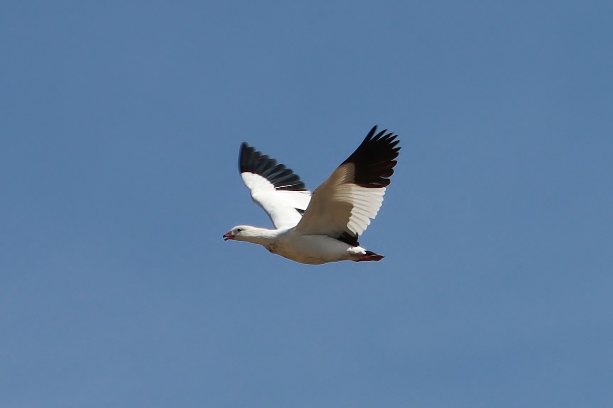 Andean Goose - ML647152546