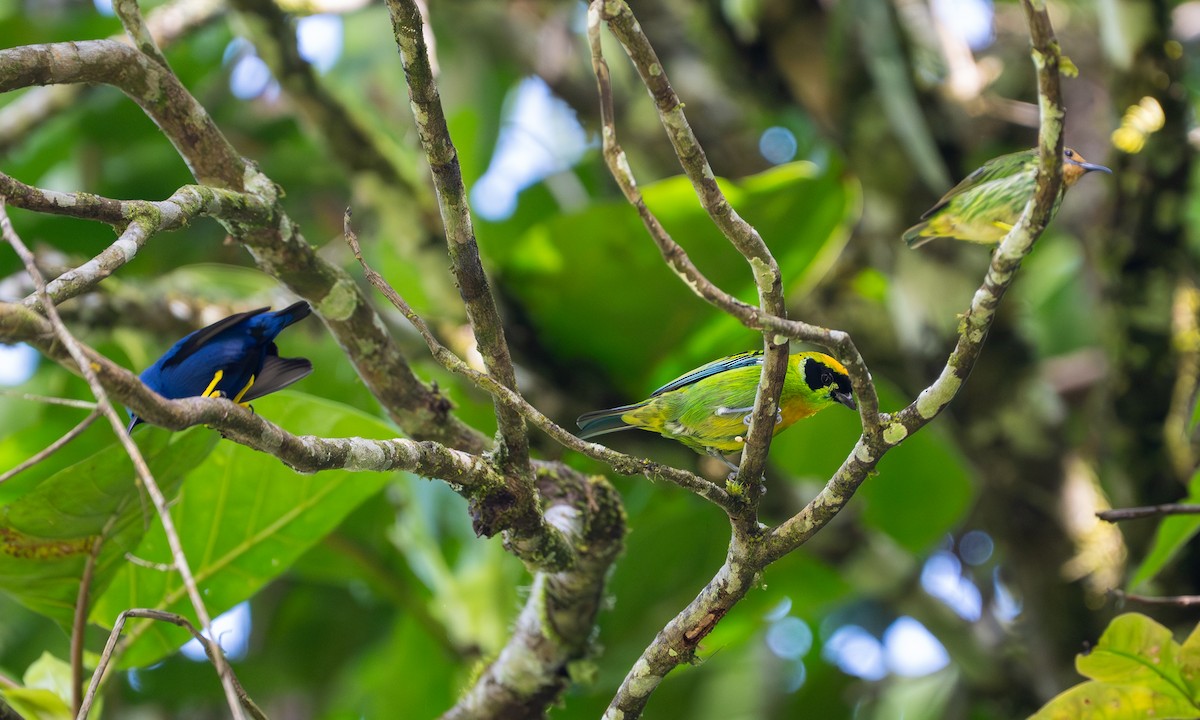 Purple Honeycreeper - ML647152547