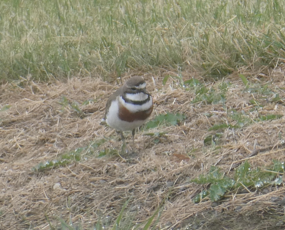 Double-banded Plover - ML647152548