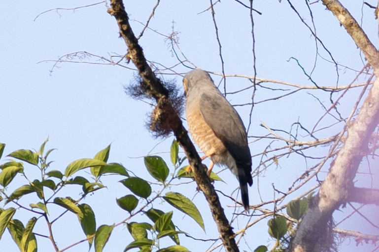 Roadside Hawk (Northern) - ML647152549