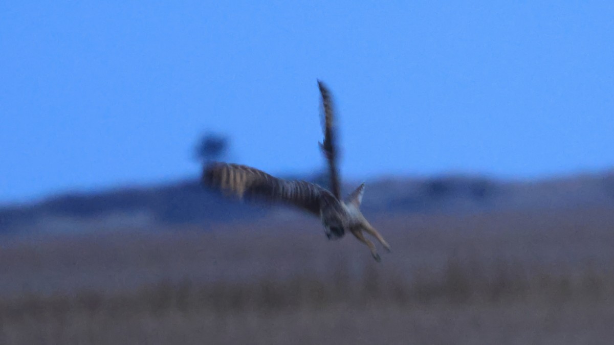 Short-eared Owl - ML647152550