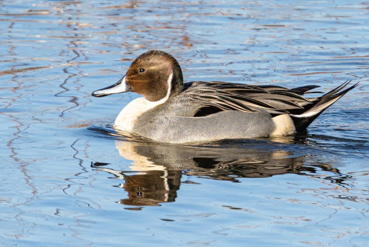 Northern Pintail - ML647152552