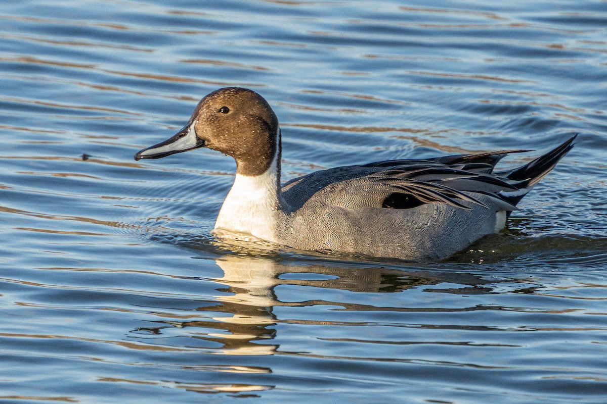 Northern Pintail - ML647152553