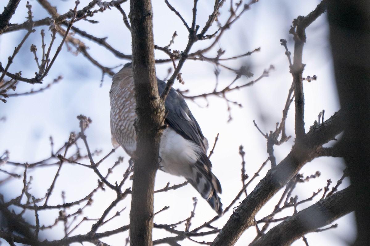 Sharp-shinned/Cooper's Hawk - ML647152555
