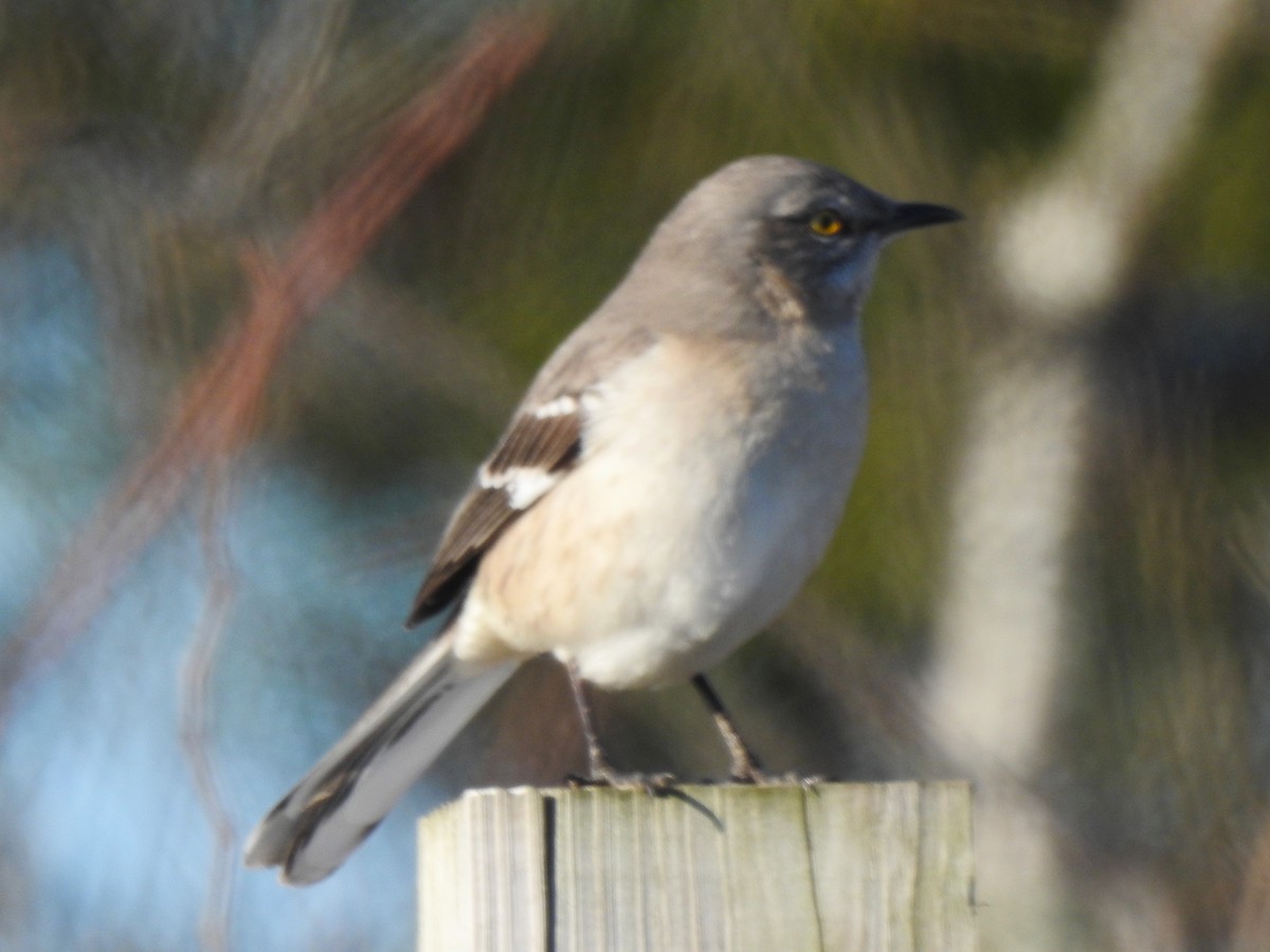 Northern Mockingbird - ML647152556