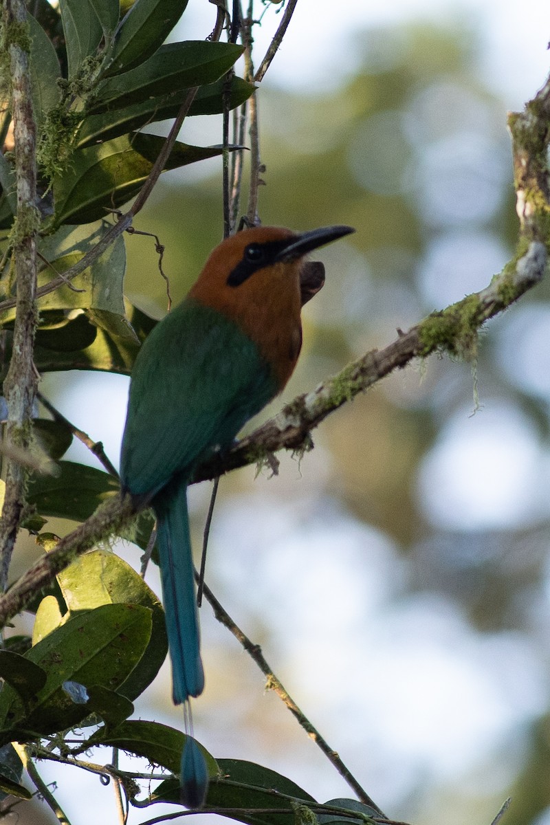 Broad-billed Motmot - ML647152558