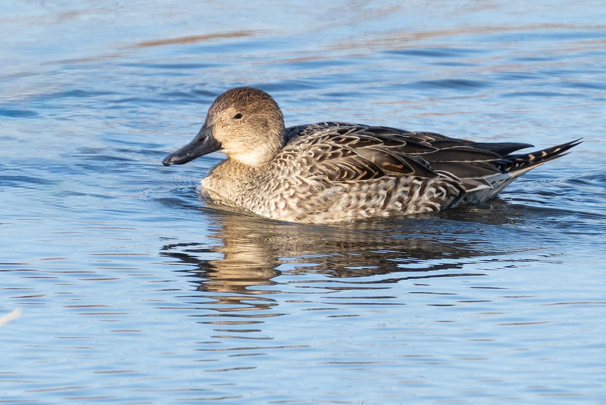 Northern Pintail - ML647152559