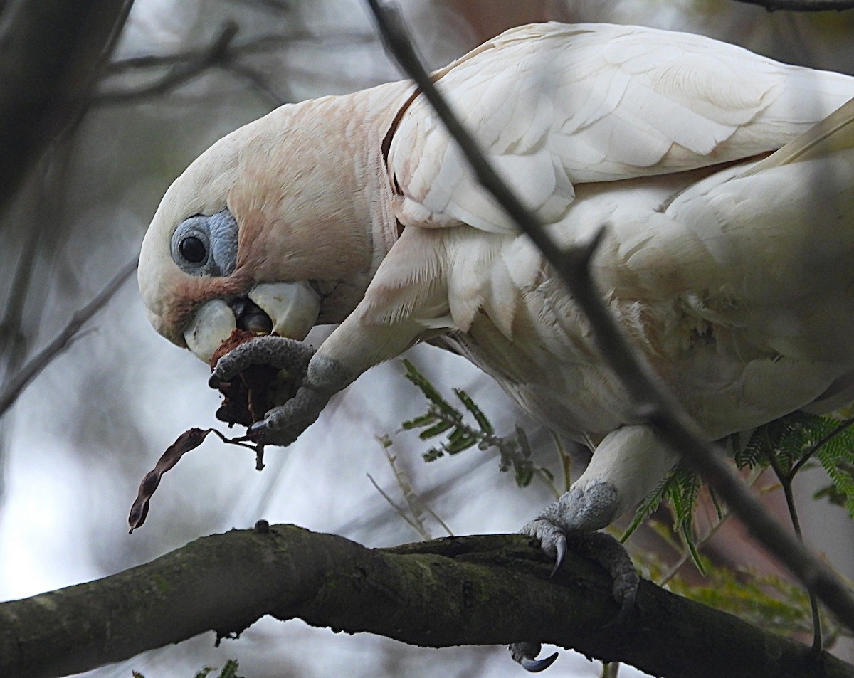 Little Corella - ML647152560