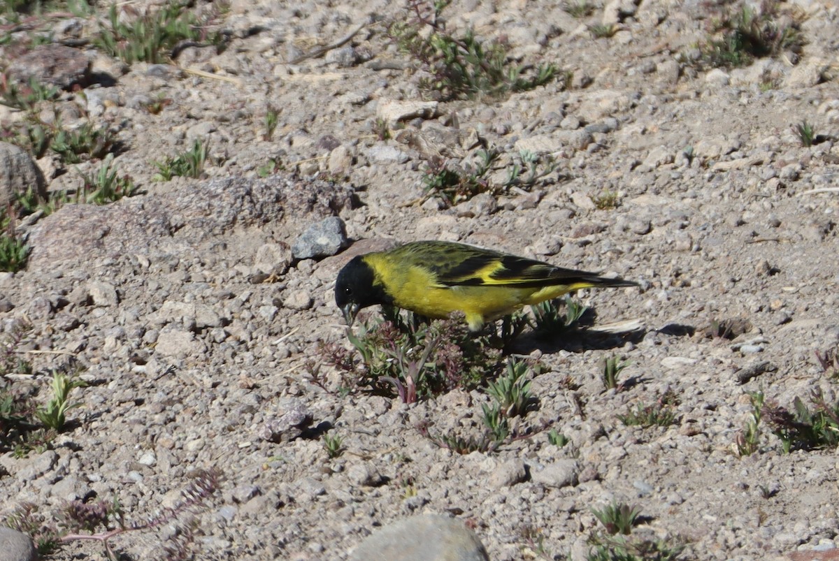 Hooded Siskin - ML647152561