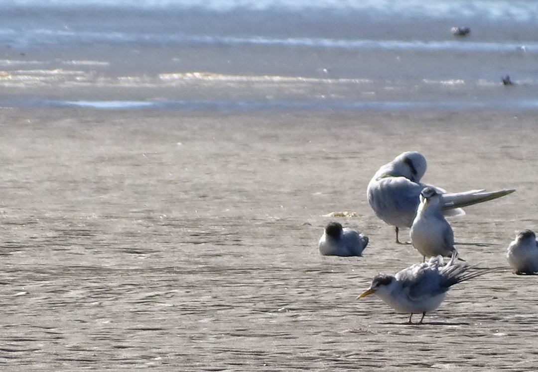 Yellow-billed Tern - ML647152562