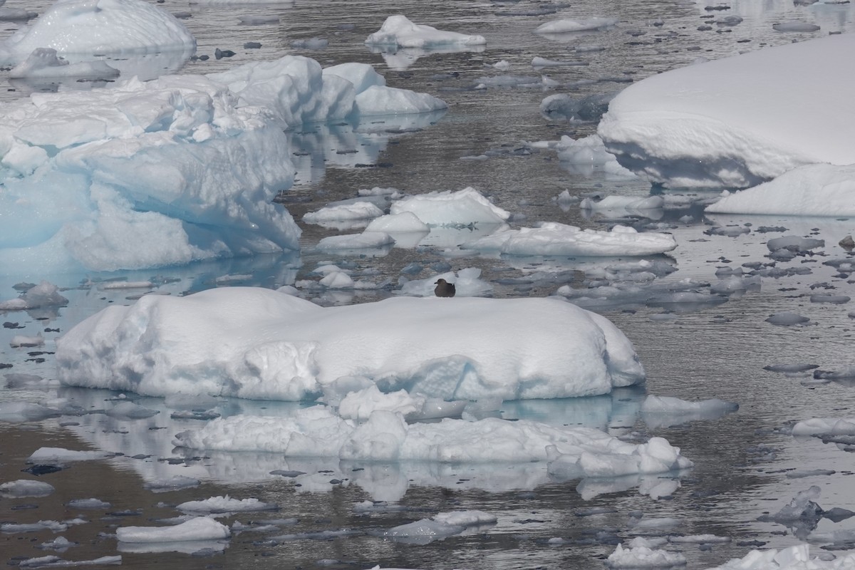 skua sp. - ML647152563