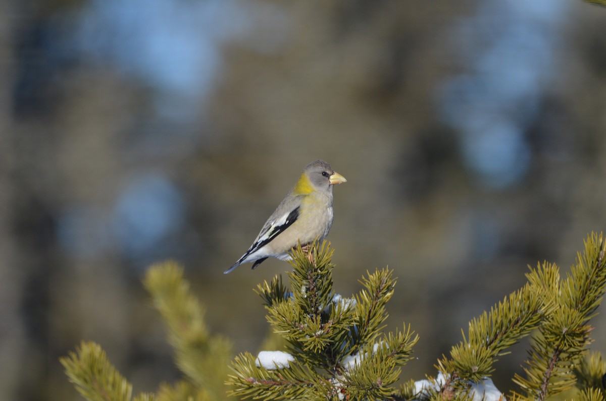 Evening Grosbeak - ML647152564