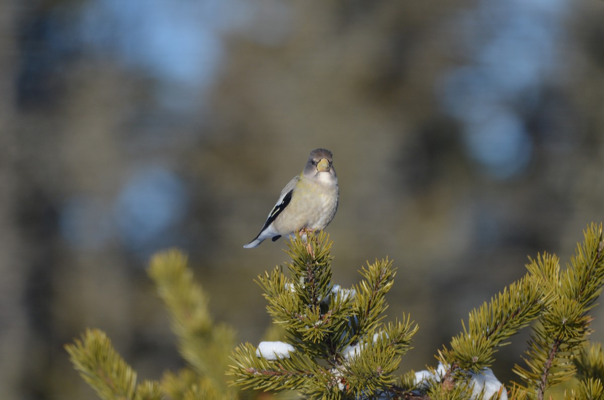 Evening Grosbeak - ML647152565