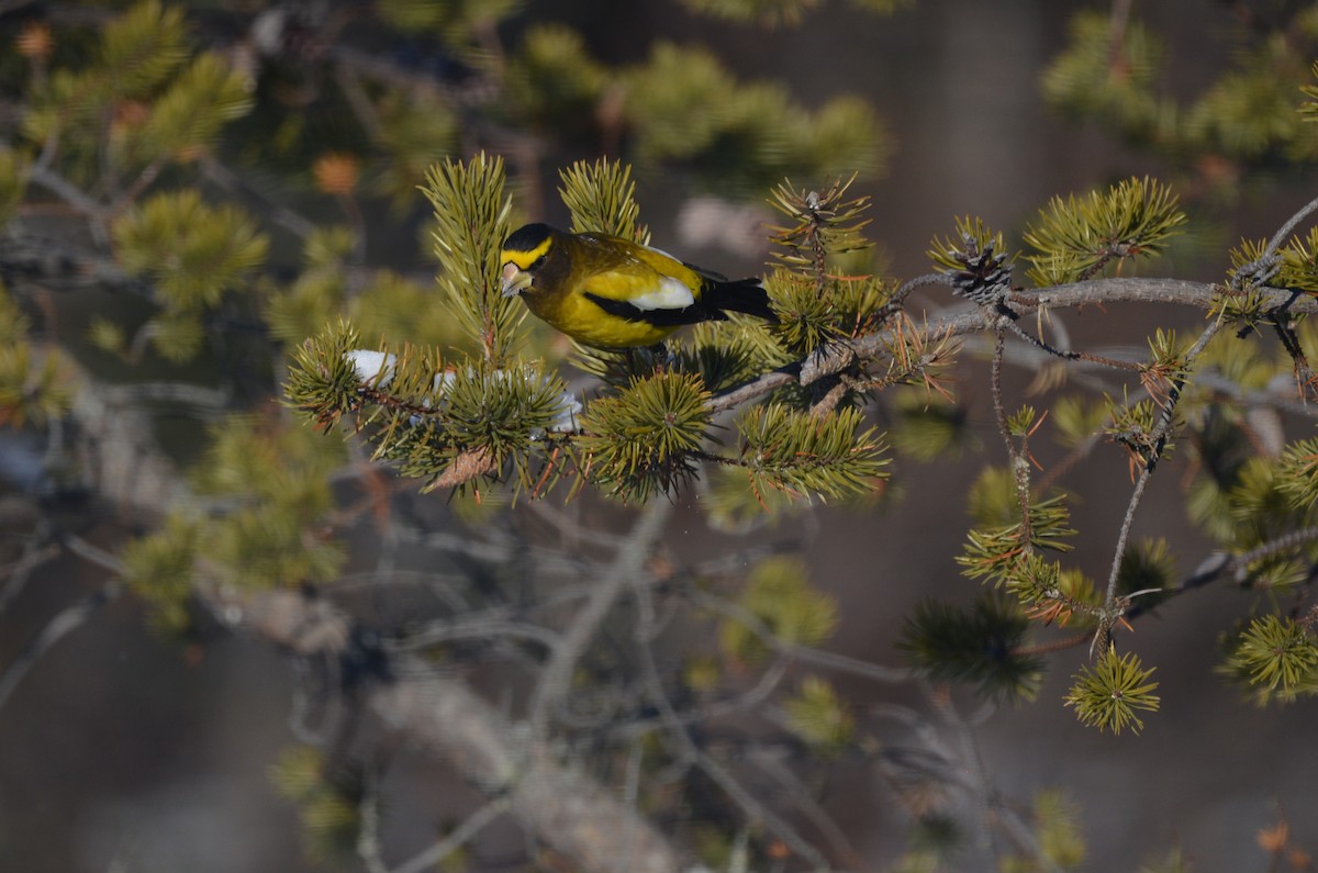 Evening Grosbeak - ML647152566