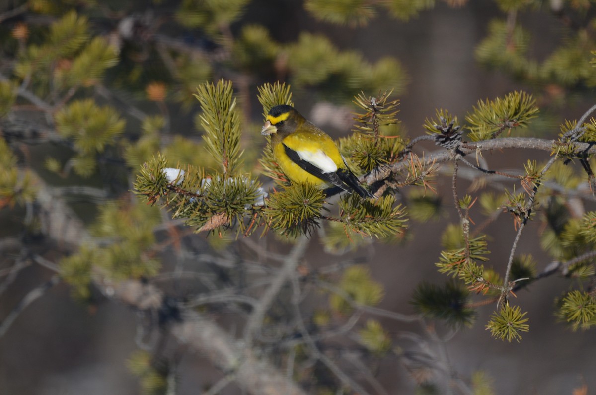 Evening Grosbeak - ML647152567