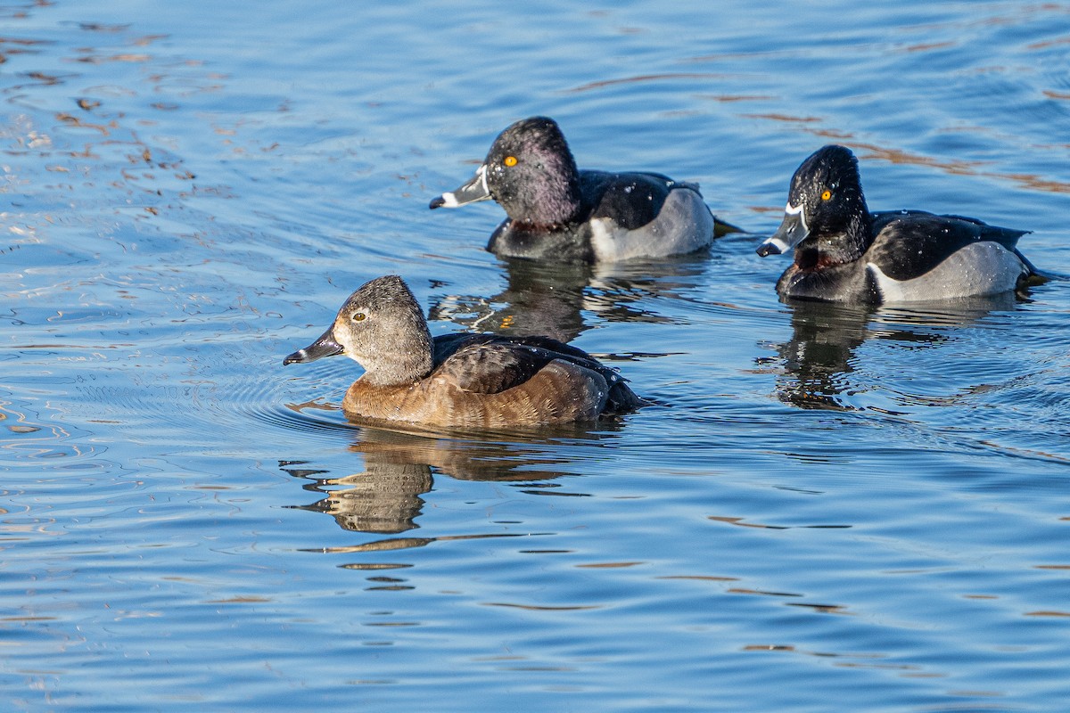 Ring-necked Duck - ML647152573