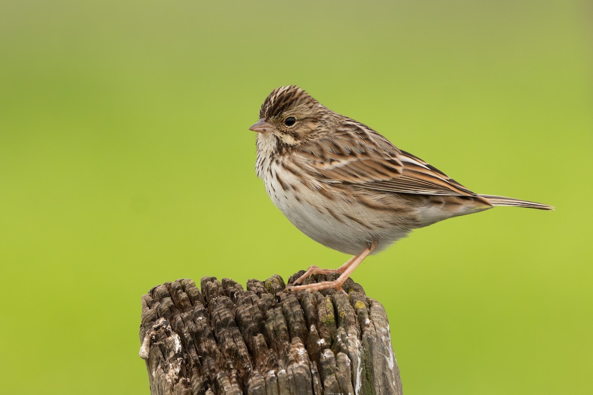Savannah Sparrow - ML647152574