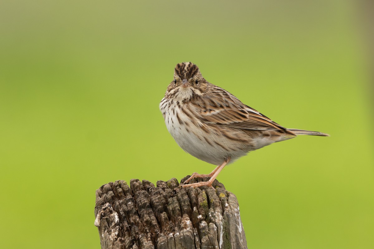 Savannah Sparrow - ML647152575