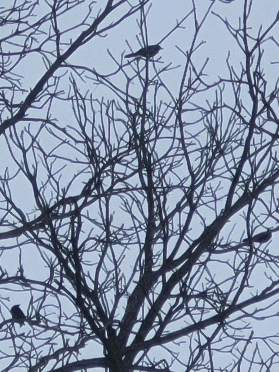 Quiscale bronzé - ML647152576