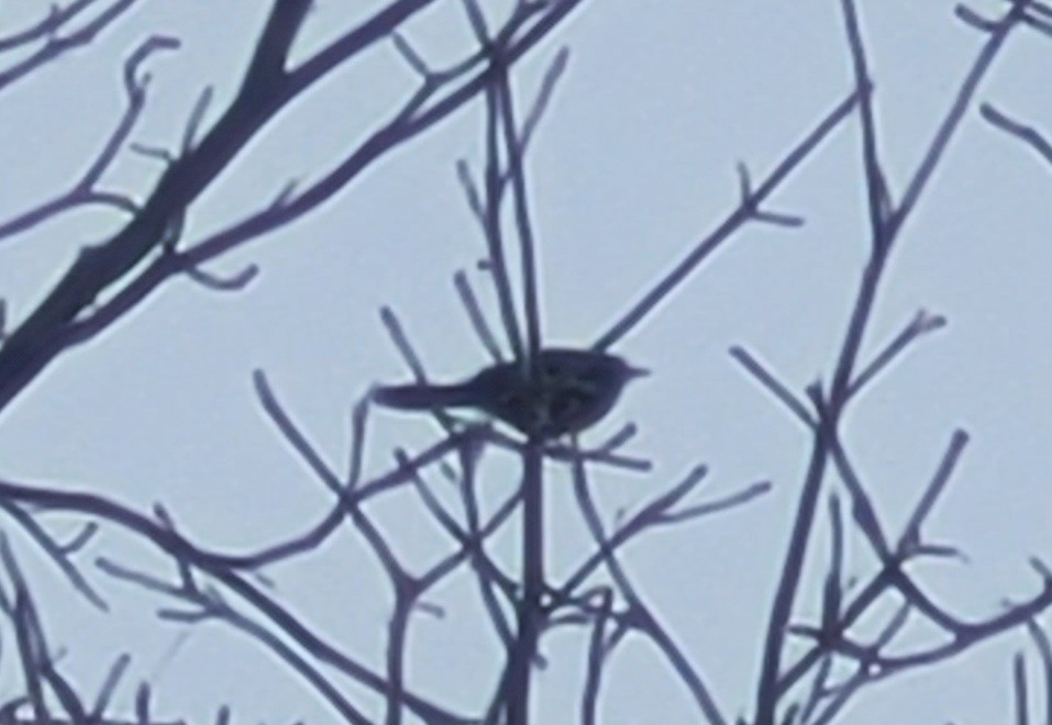 Quiscale bronzé - ML647152579