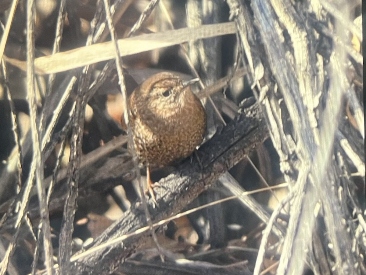 Winter Wren - ML647152587