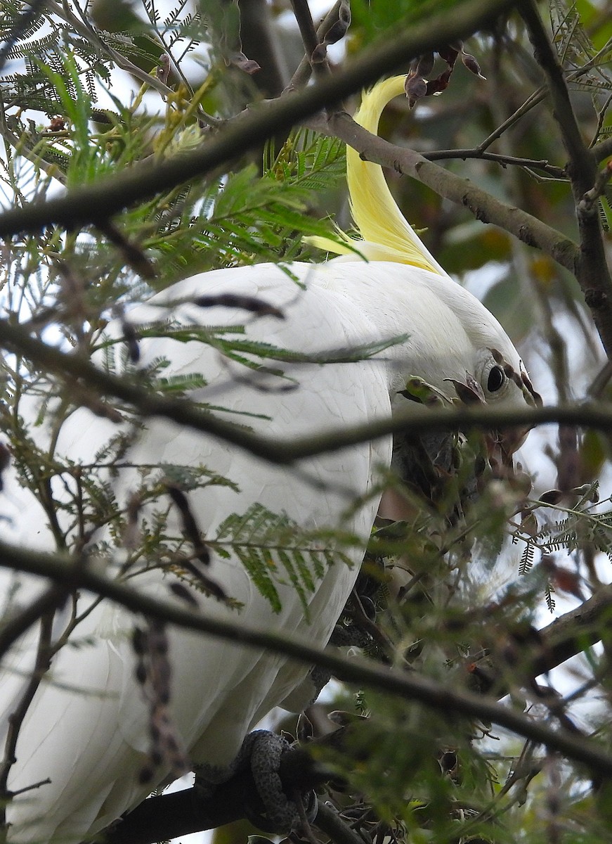 Какаду жовточубий - ML647152604