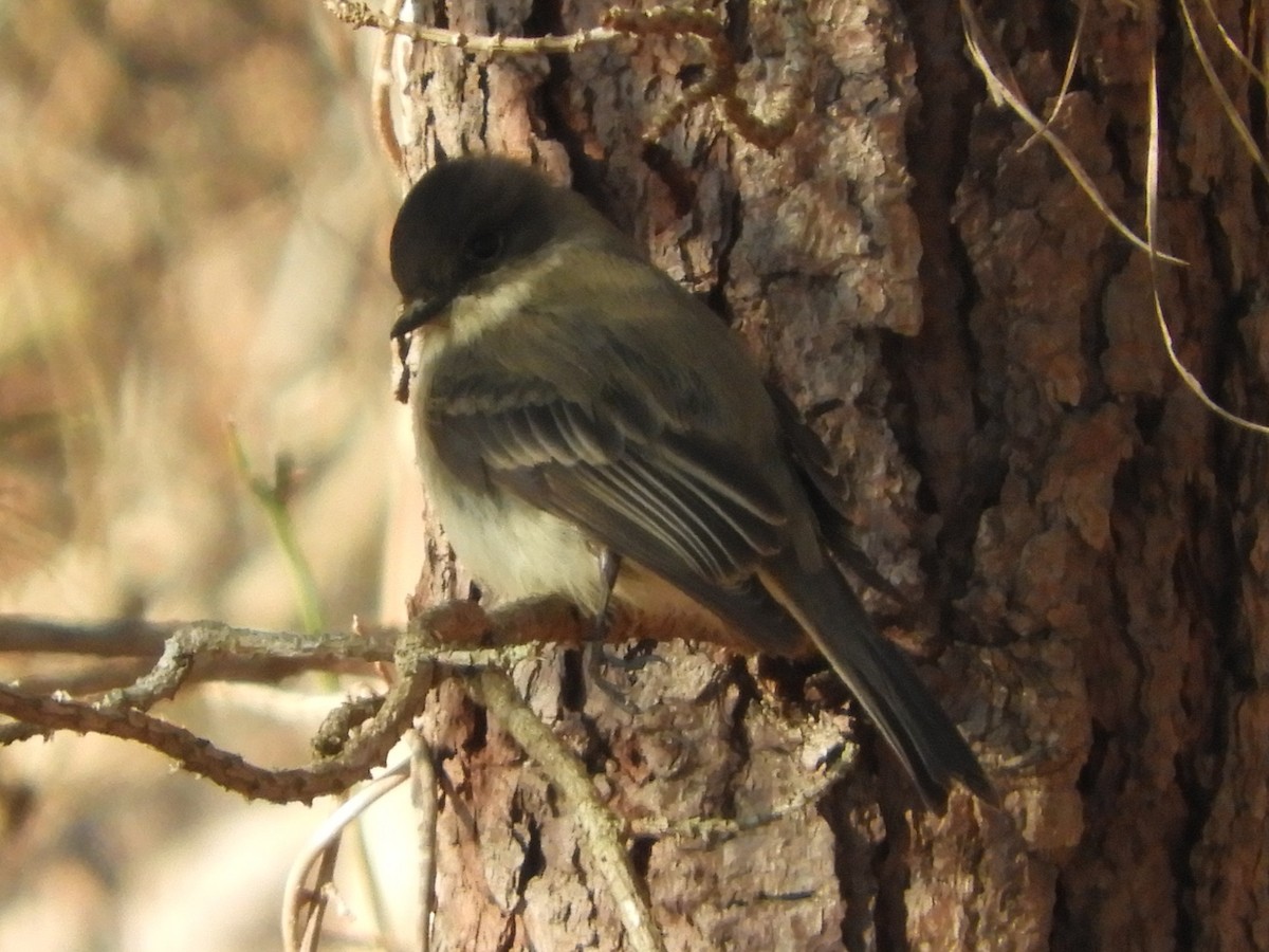 פיבי מזרחית - ML647152612