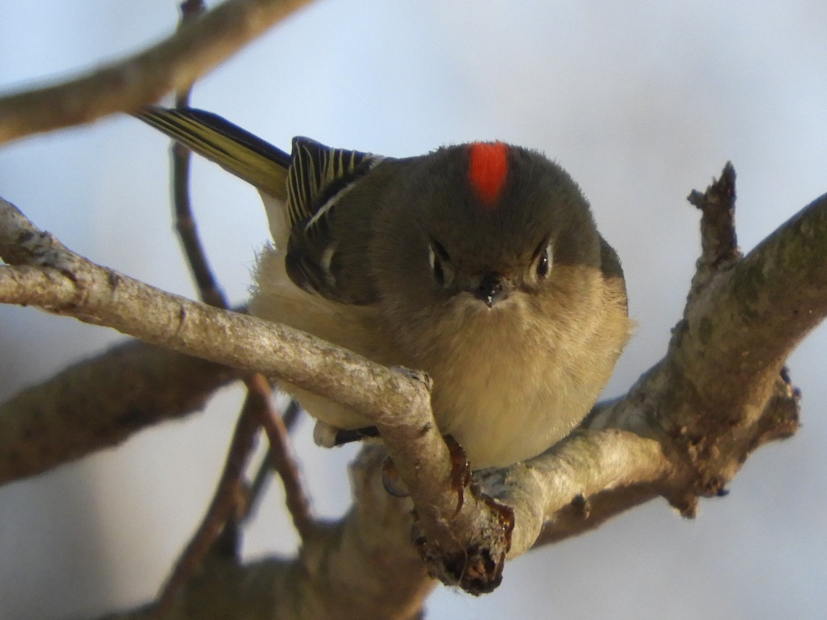 מלכילון אמריקני - ML647152619