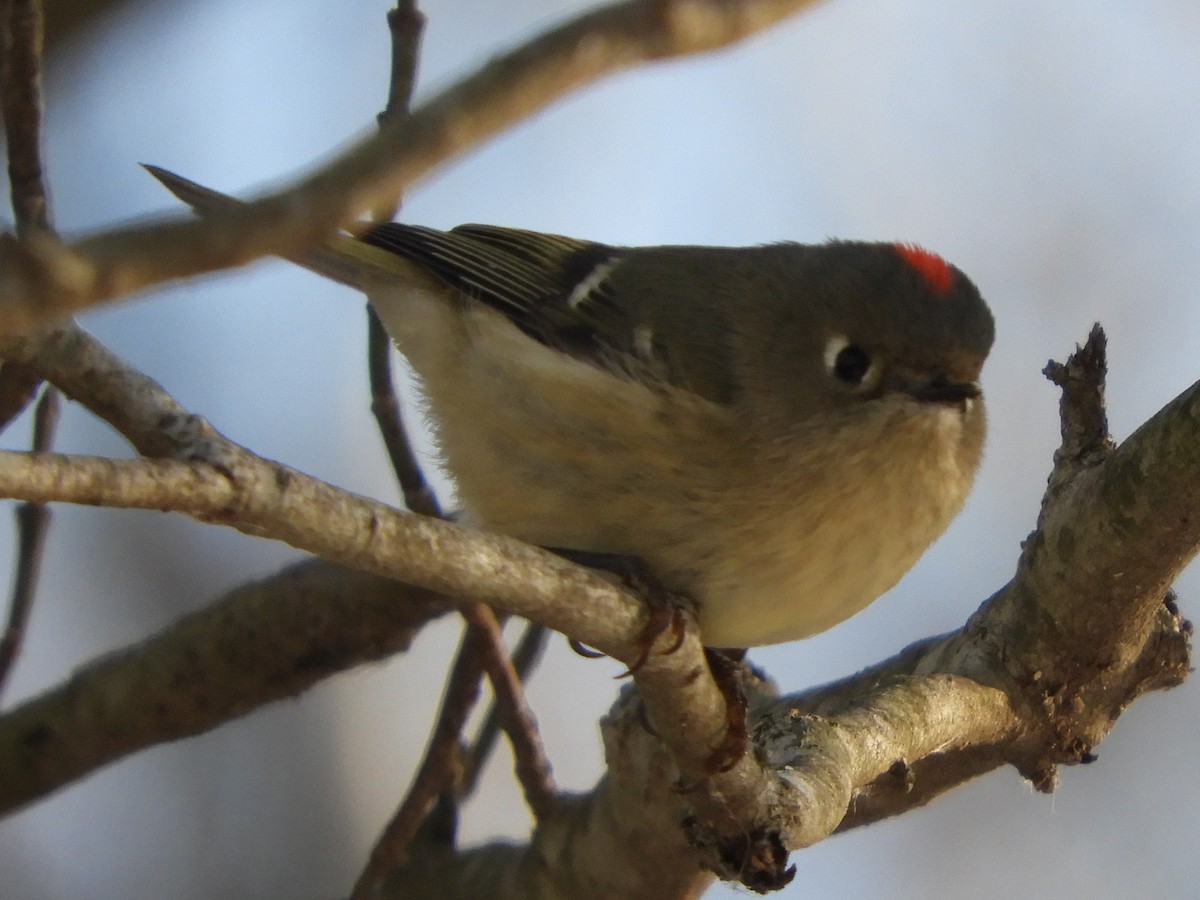 מלכילון אמריקני - ML647152620