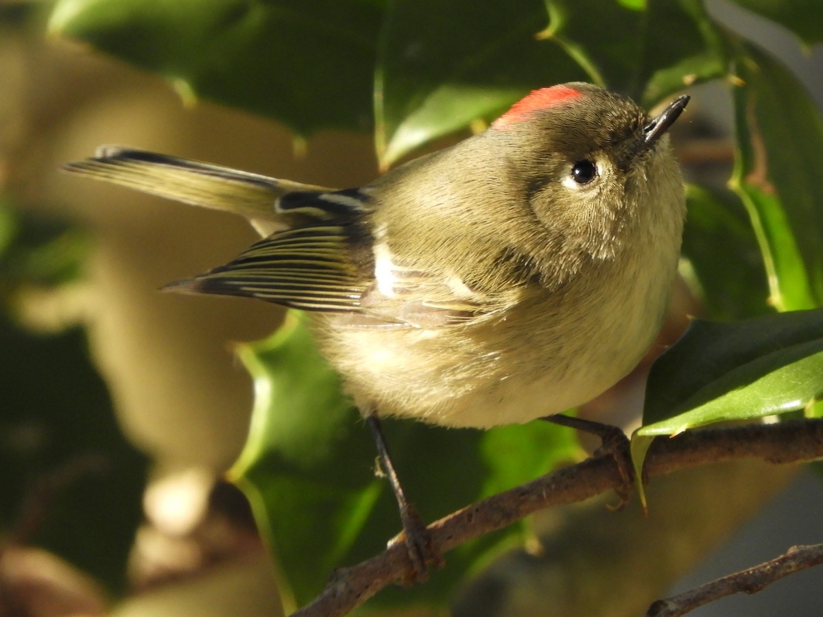 מלכילון אמריקני - ML647152622